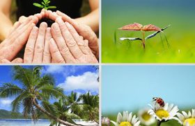 Bilder mit »Pflanzenkraft«