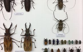 Insektensammlung trifft auf Textildesign