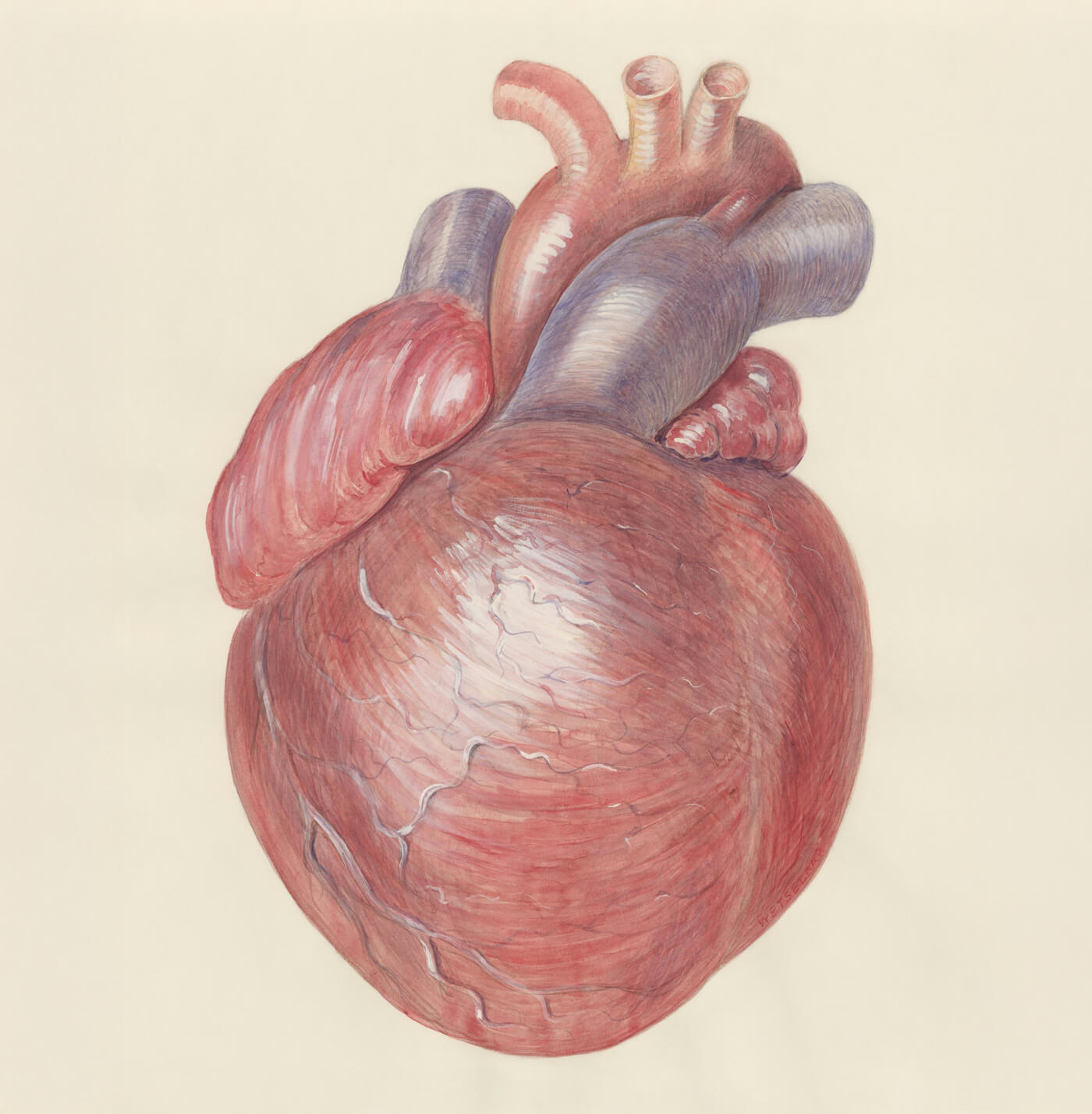 Medizinische Illustration Herz